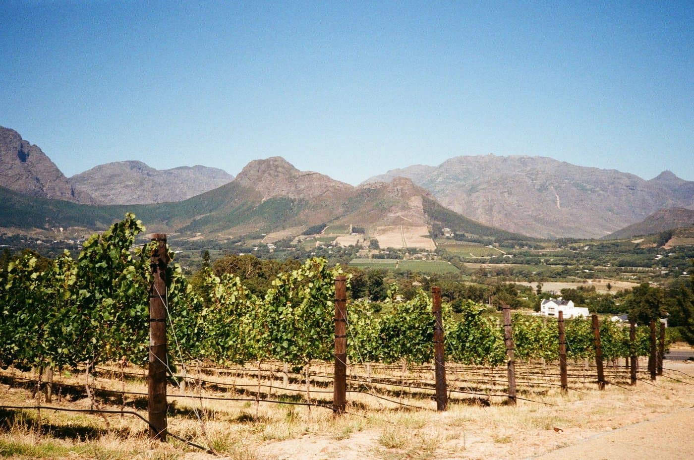 Лозята на Stellenbosch с кейп-холандска архитектура